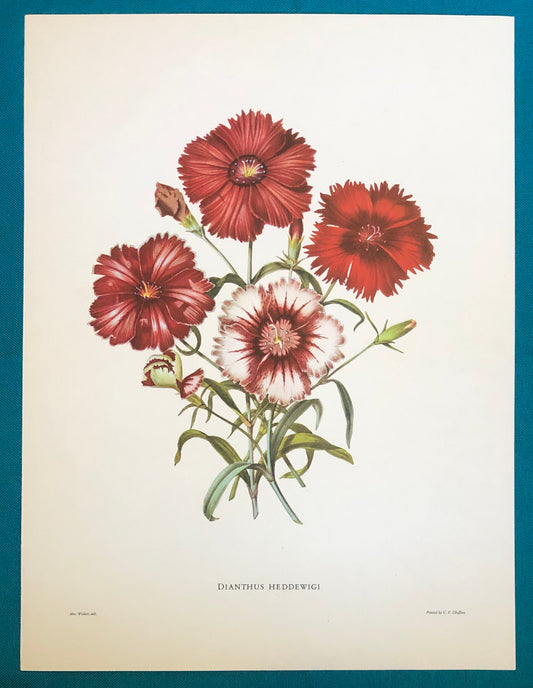 Dianthus