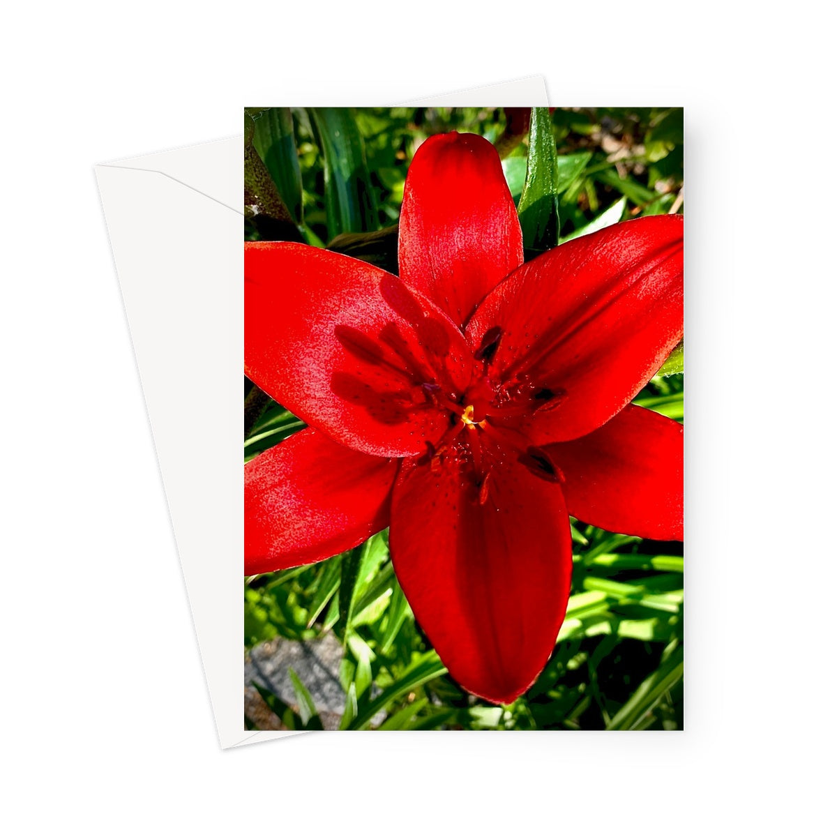 Lily Greeting Card